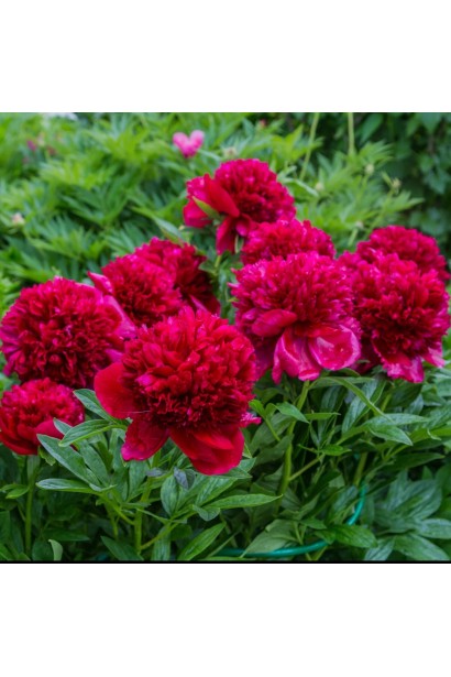 Paeonia lactiflora Red Charm – сорт с изысканными цветами рубинового оттенка.